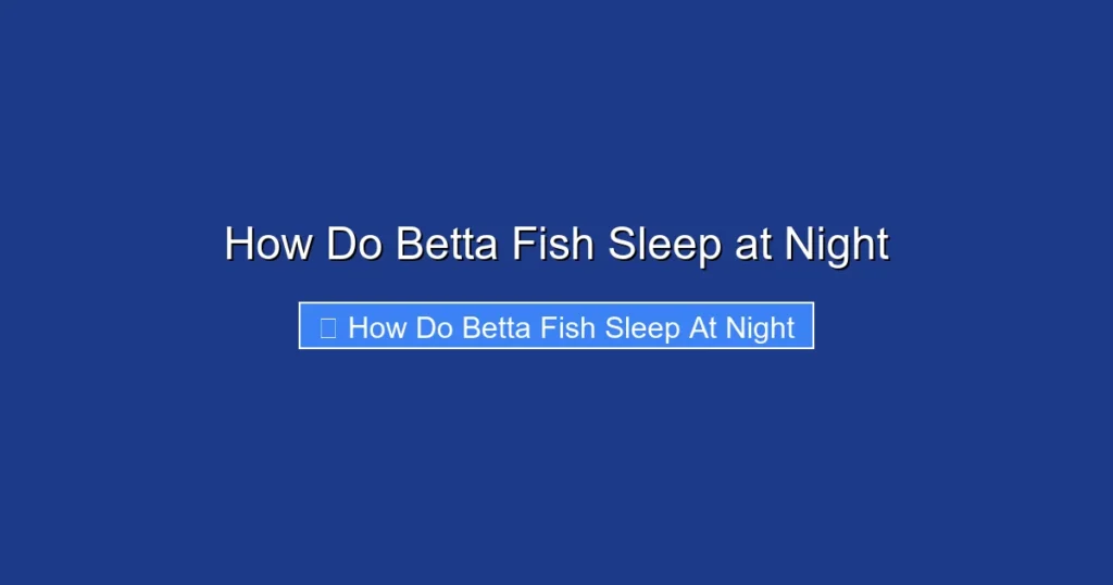 How Do Betta Fish Sleep at Night