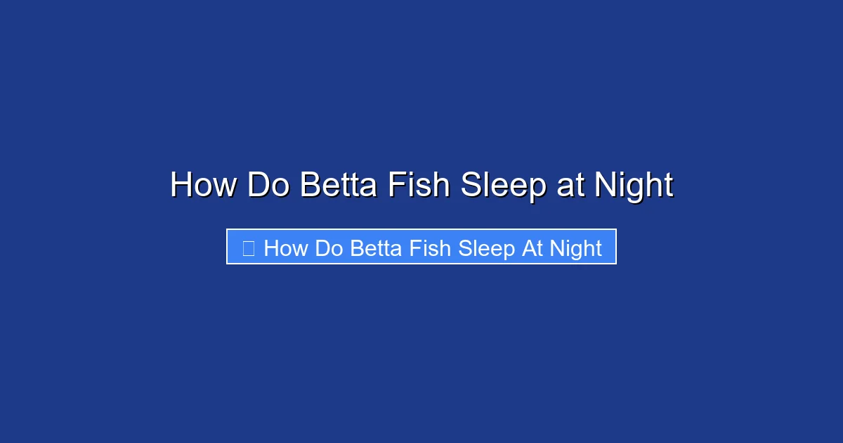 How Do Betta Fish Sleep at Night