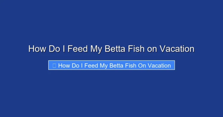 How Do I Feed My Betta Fish on Vacation