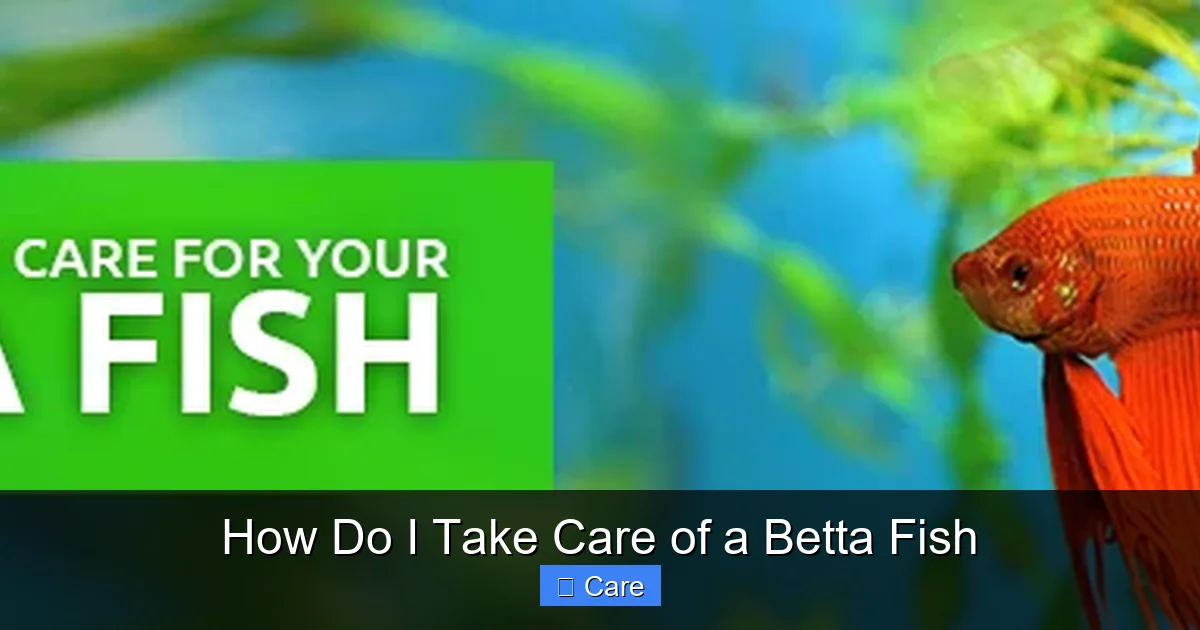 How Do I Take Care of a Betta Fish