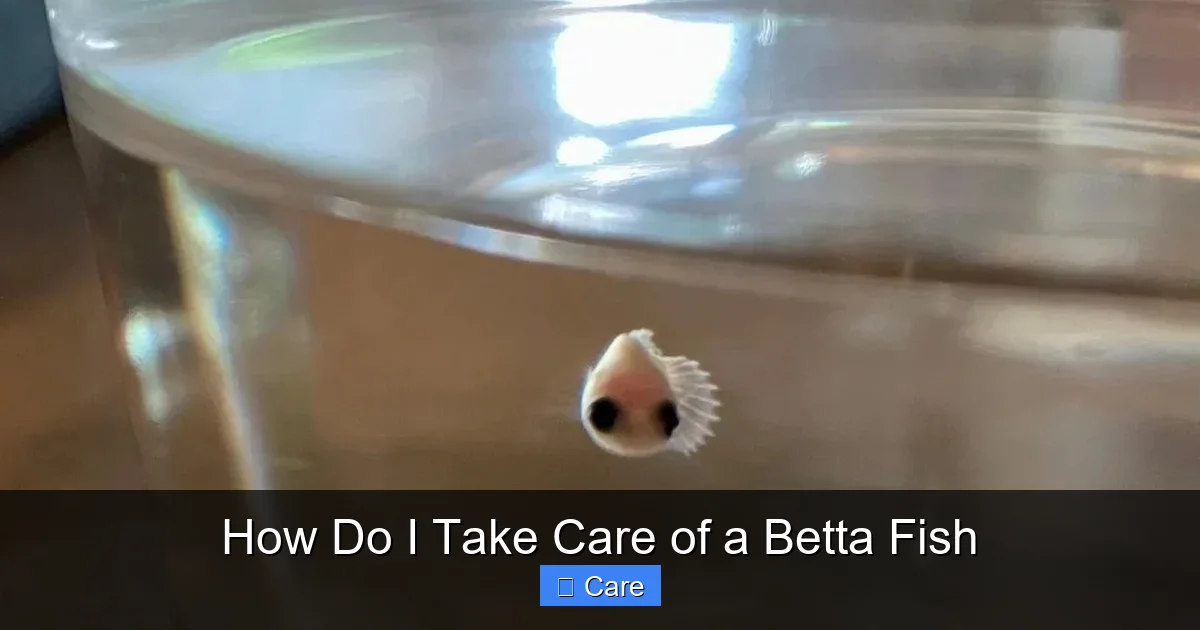 How Do I Take Care of a Betta Fish
