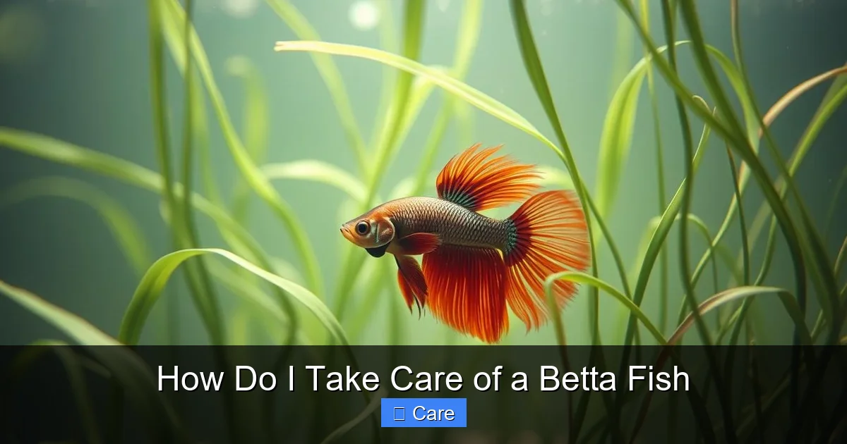 How Do I Take Care of a Betta Fish