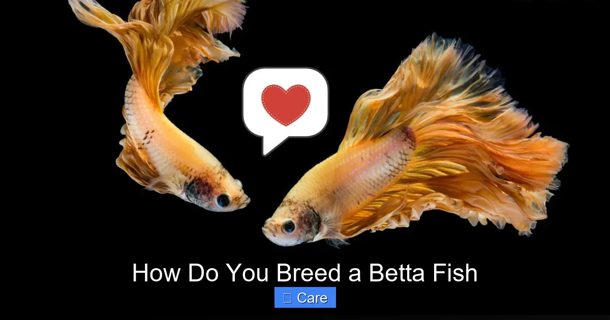 How Do You Breed a Betta Fish