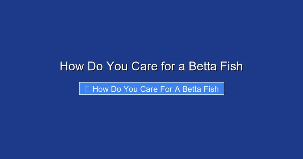 How Do You Care for a Betta Fish