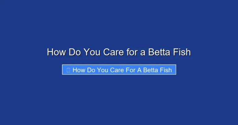 How Do You Care for a Betta Fish
