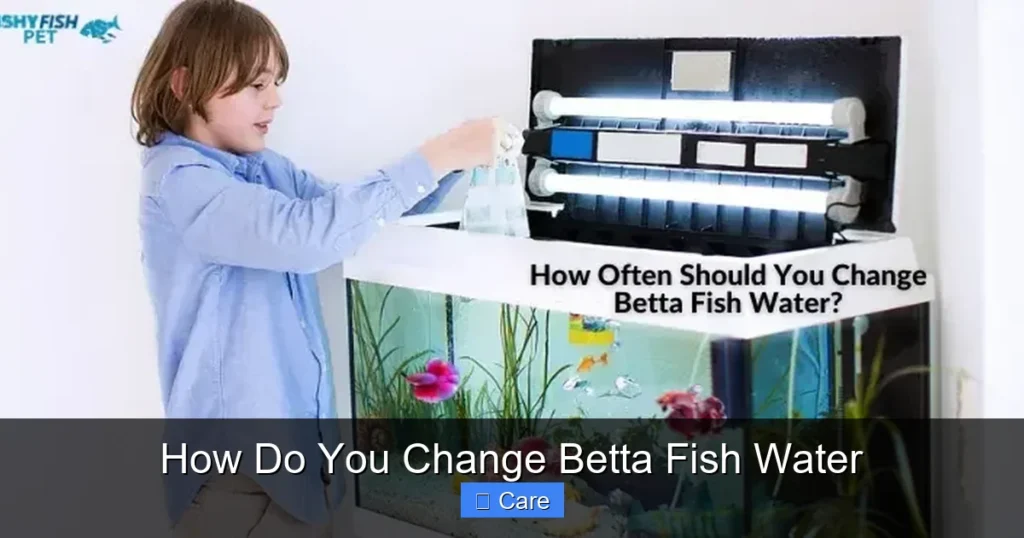 How Do You Change Betta Fish Water