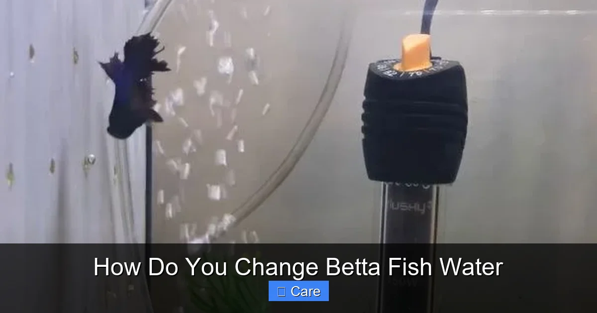How Do You Change Betta Fish Water