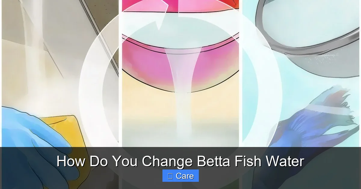 How Do You Change Betta Fish Water