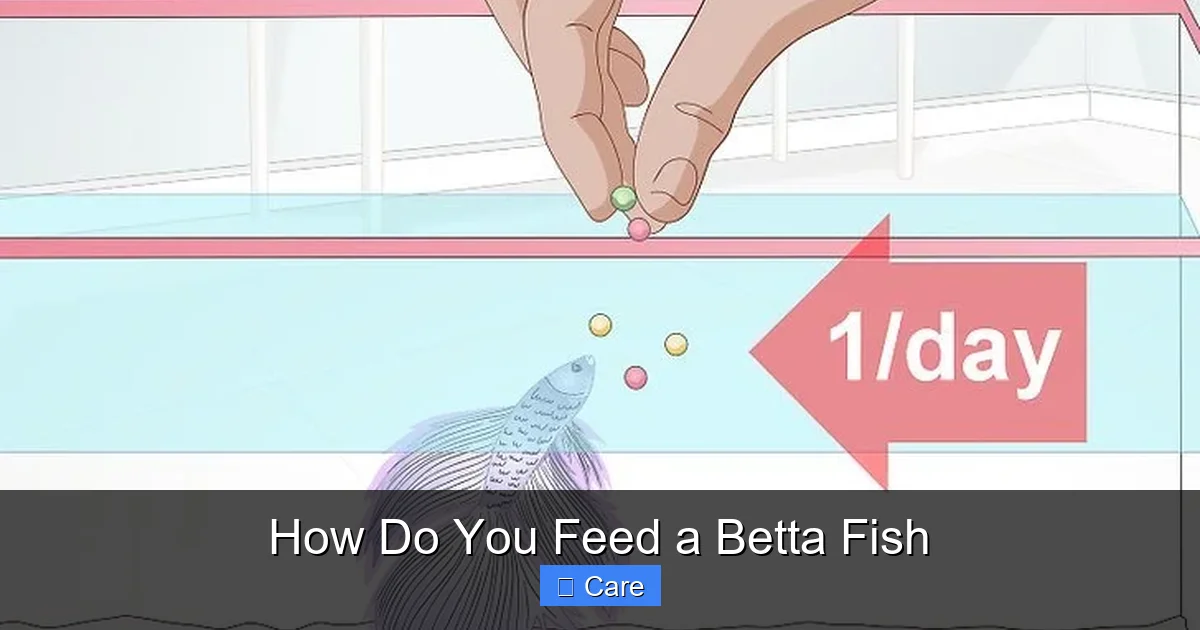 How Do You Feed a Betta Fish