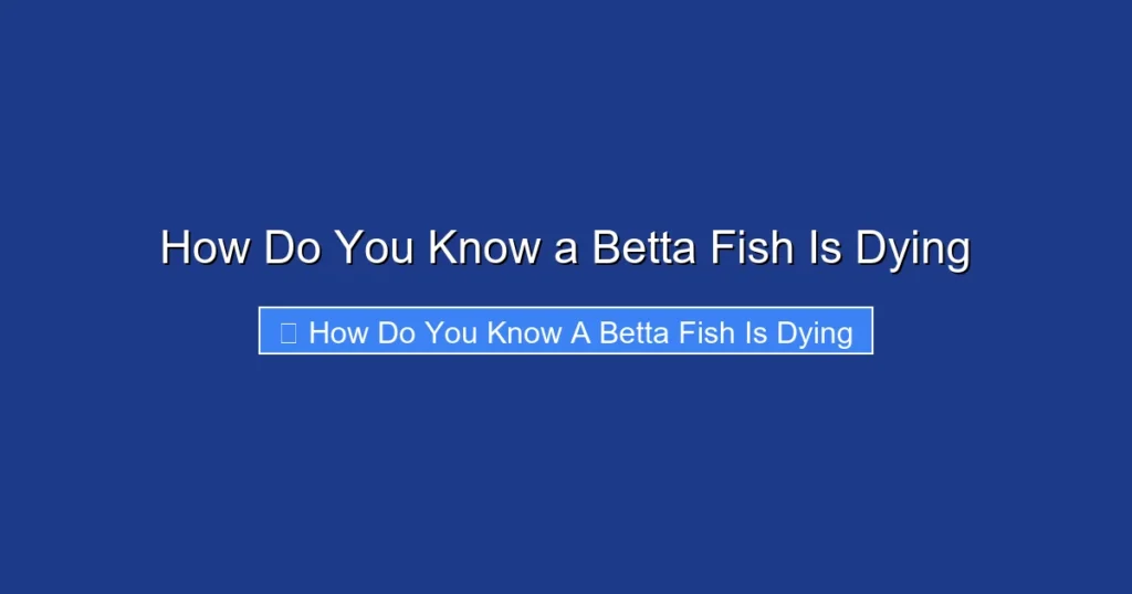 How Do You Know a Betta Fish Is Dying