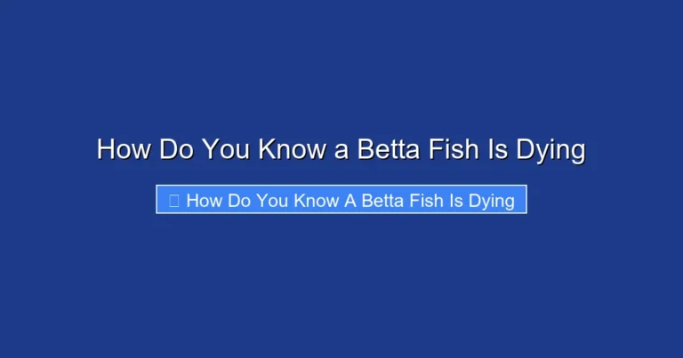 How Do You Know a Betta Fish Is Dying