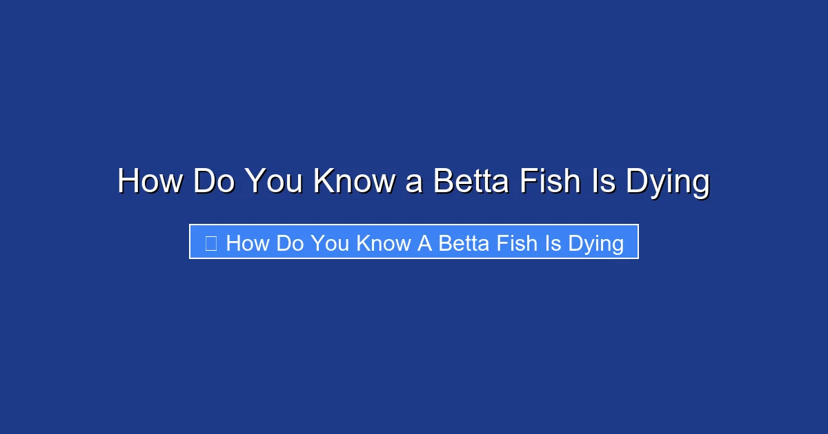 How Do You Know a Betta Fish Is Dying