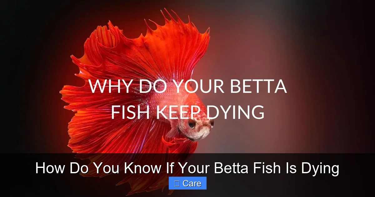 How Do You Know If Your Betta Fish Is Dying