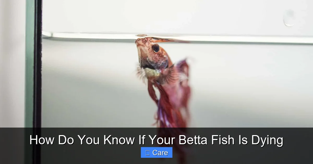 How Do You Know If Your Betta Fish Is Dying