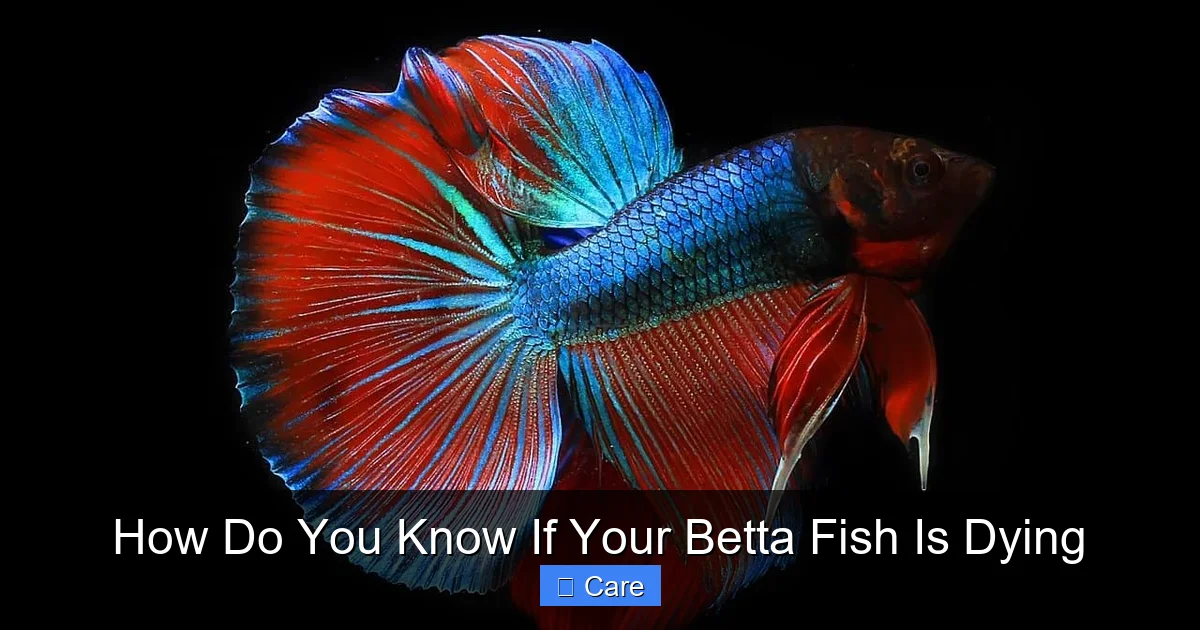 How Do You Know If Your Betta Fish Is Dying