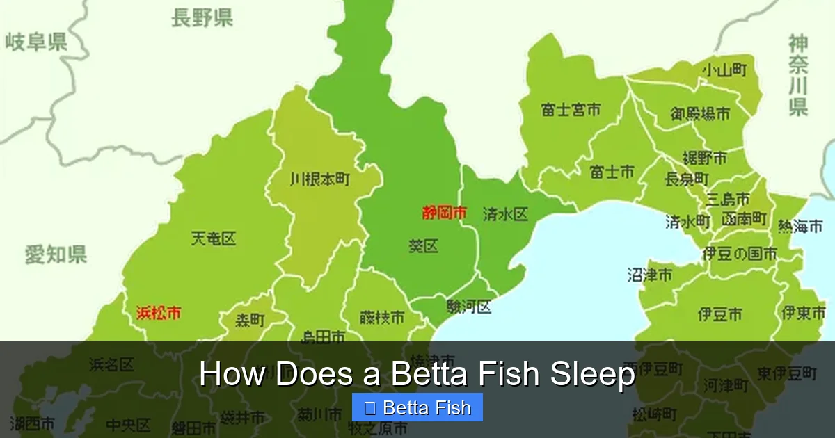 How Does a Betta Fish Sleep