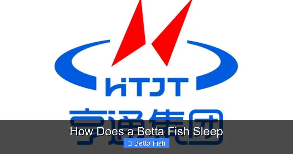 How Does a Betta Fish Sleep