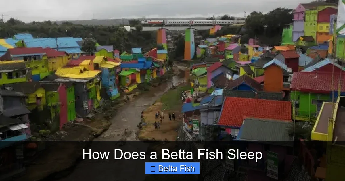 How Does a Betta Fish Sleep