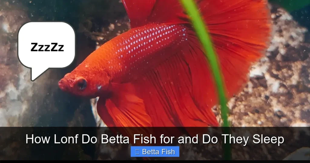 How Lonf Do Betta Fish for and Do They Sleep
