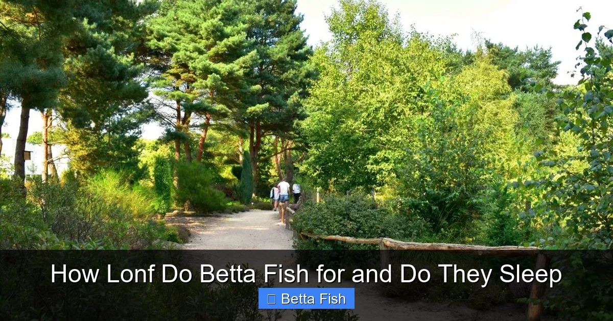How Lonf Do Betta Fish for and Do They Sleep