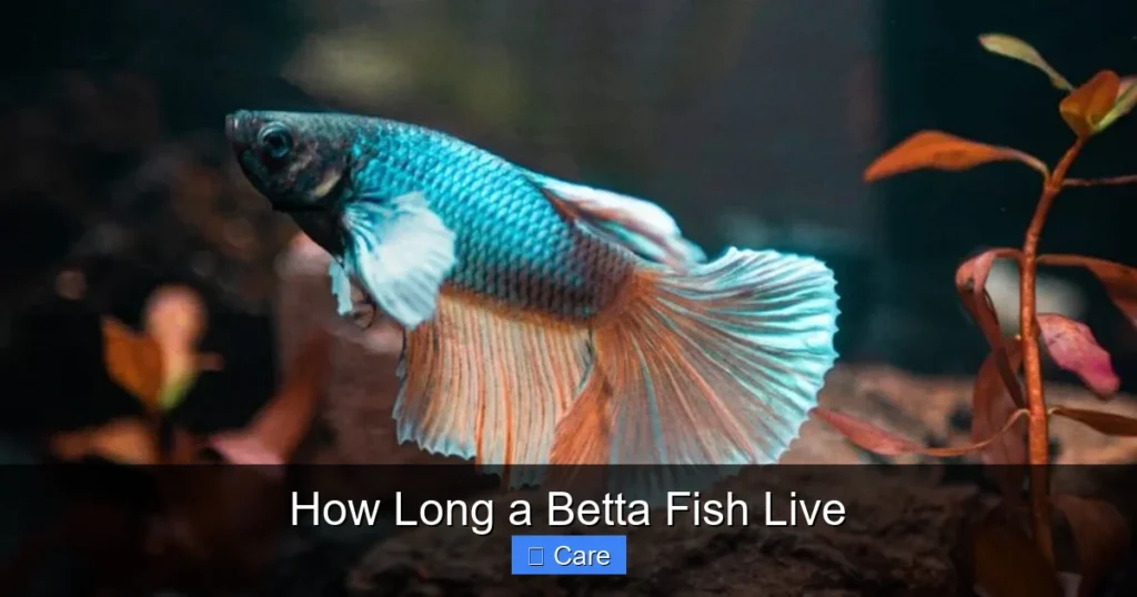 How Long a Betta Fish Live