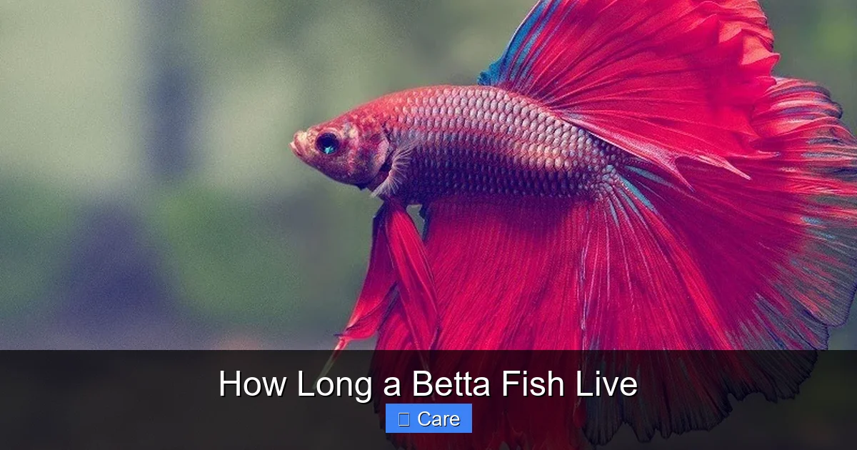 How Long a Betta Fish Live
