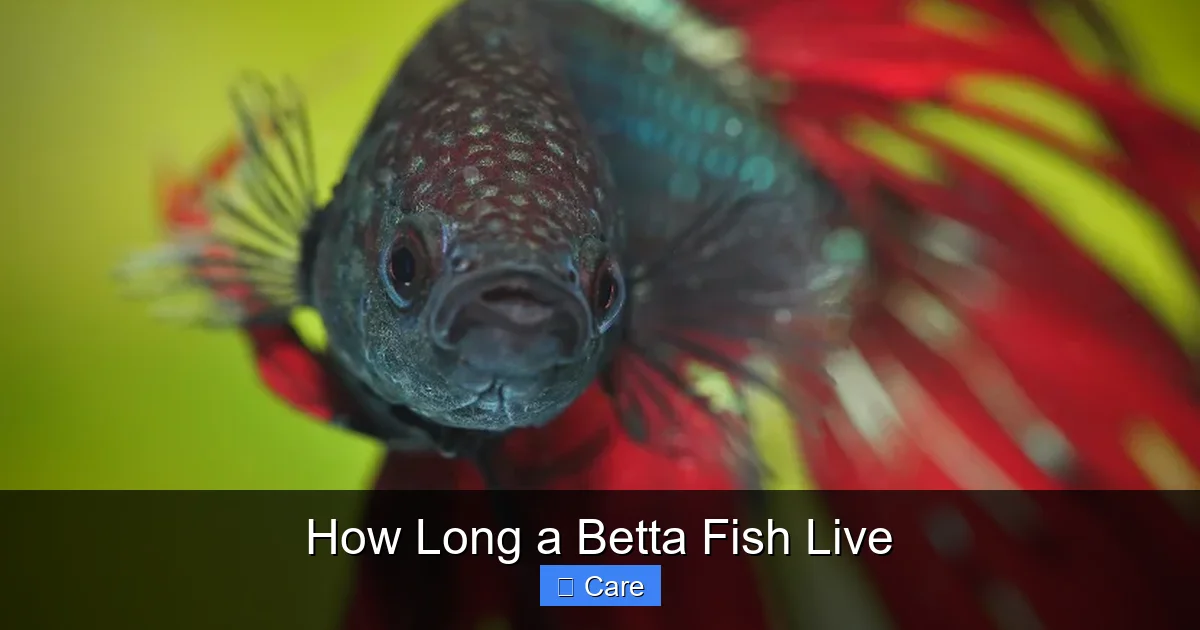 How Long a Betta Fish Live