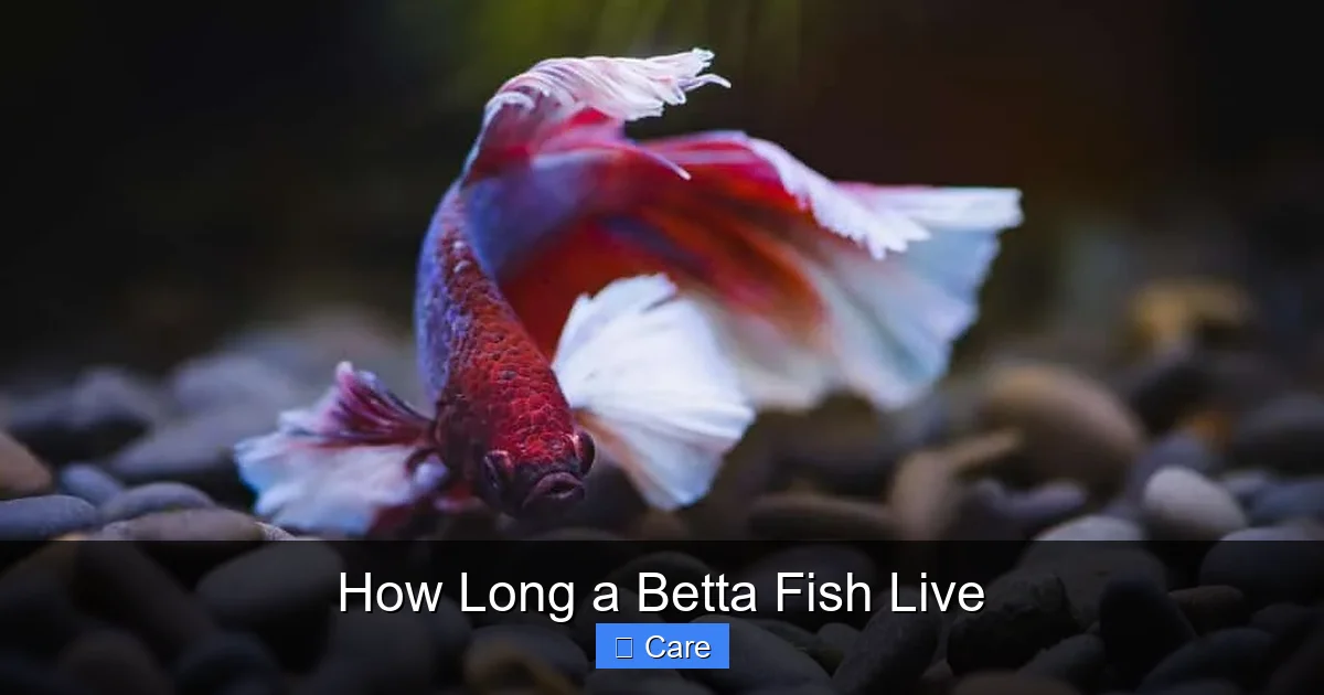 How Long a Betta Fish Live
