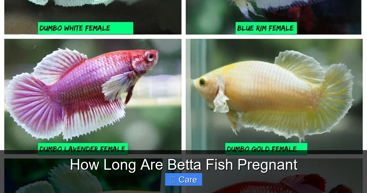 How Long Are Betta Fish Pregnant