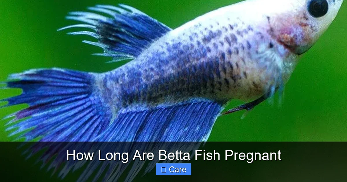 How Long Are Betta Fish Pregnant