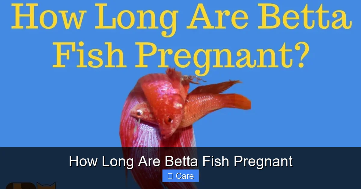 How Long Are Betta Fish Pregnant