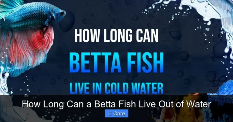 How Long Can a Betta Fish Live Out of Water