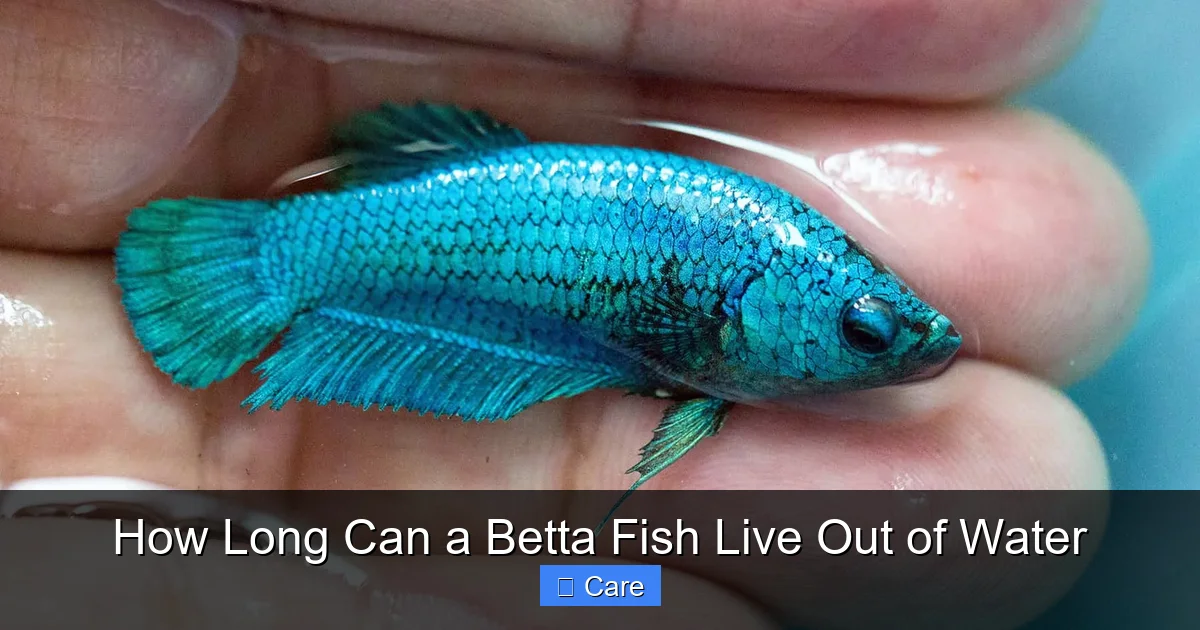 How Long Can a Betta Fish Live Out of Water