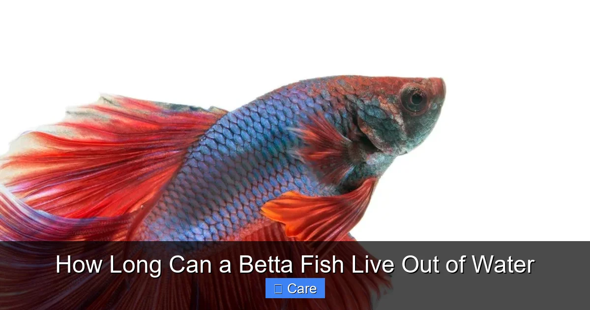 How Long Can a Betta Fish Live Out of Water