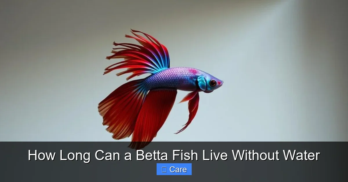 How Long Can a Betta Fish Live Without Water