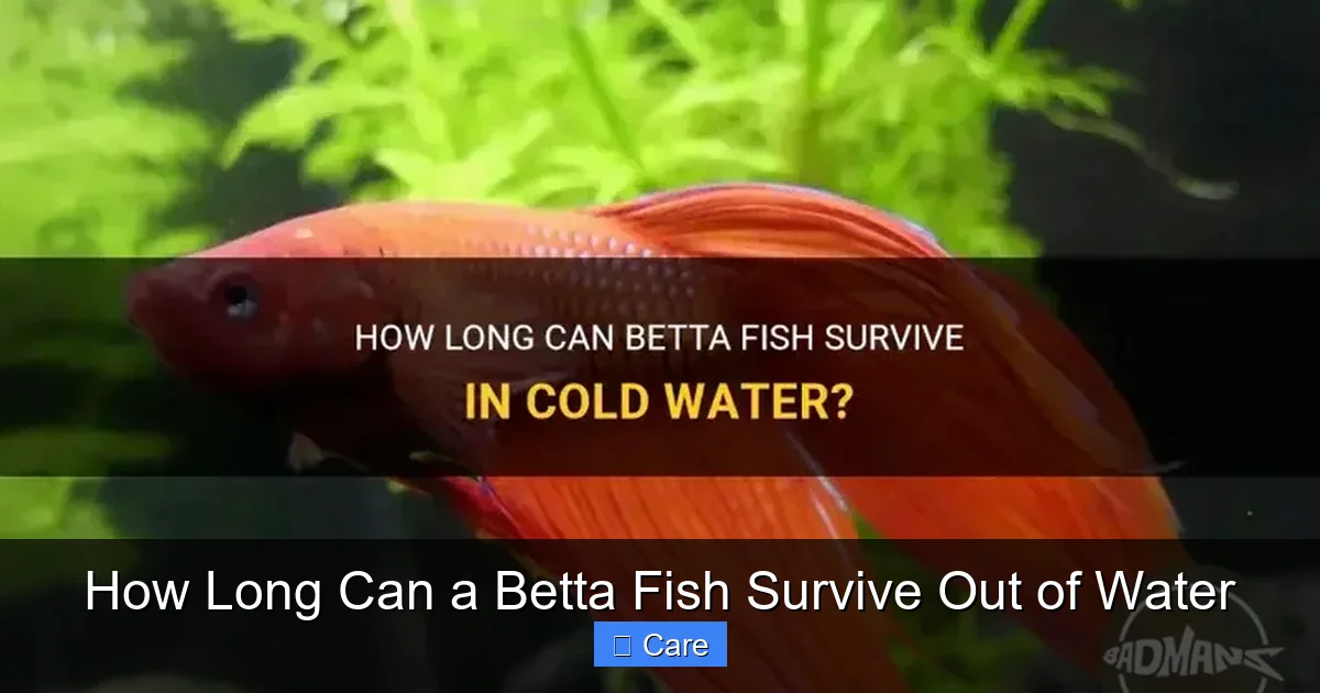 How Long Can a Betta Fish Survive Out of Water