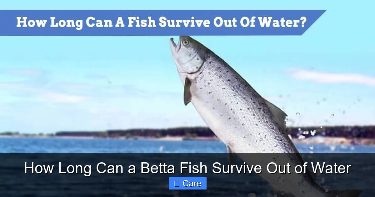 How Long Can a Betta Fish Survive Out of Water