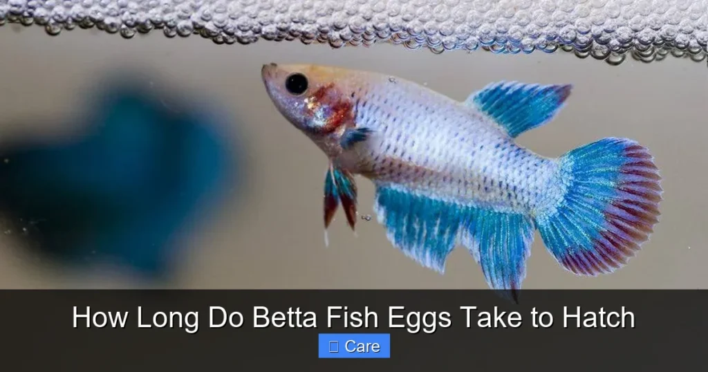 How Long Do Betta Fish Eggs Take to Hatch