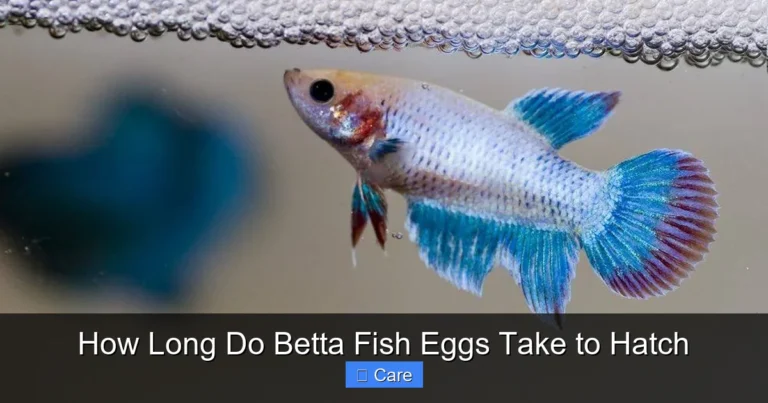 How Long Do Betta Fish Eggs Take to Hatch