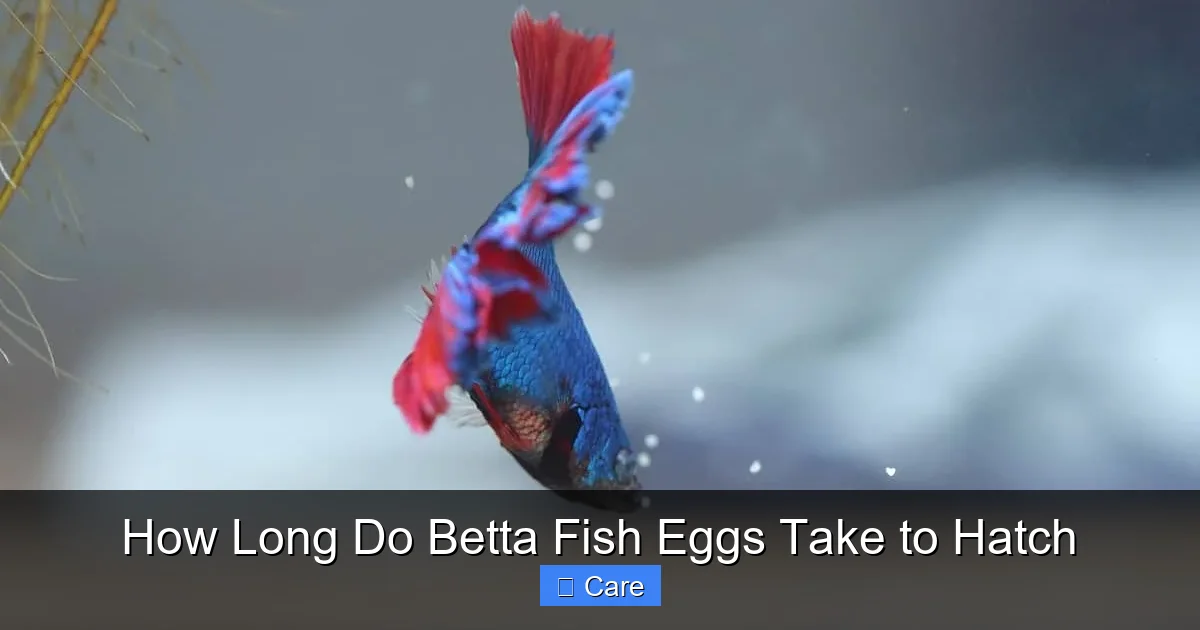 How Long Do Betta Fish Eggs Take to Hatch