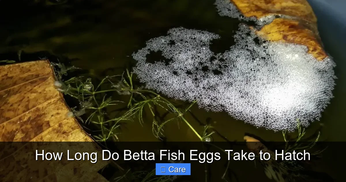 How Long Do Betta Fish Eggs Take to Hatch