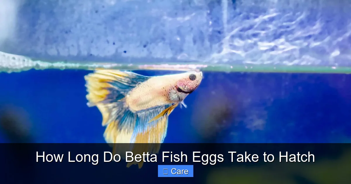 How Long Do Betta Fish Eggs Take to Hatch