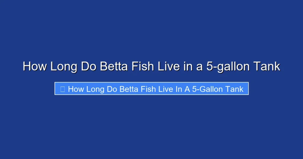 How Long Do Betta Fish Live in a 5-gallon Tank
