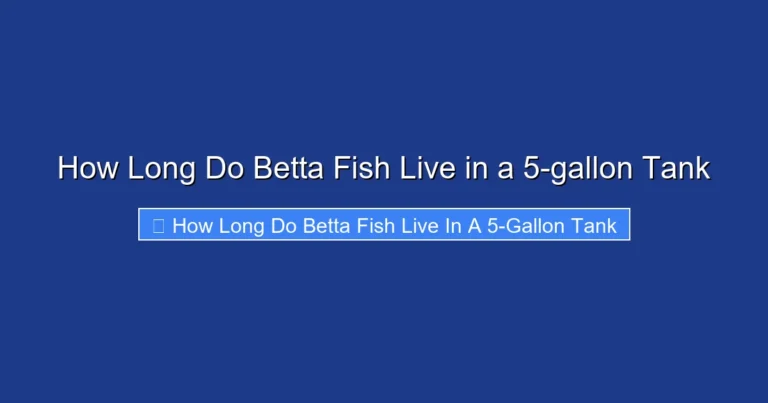 How Long Do Betta Fish Live in a 5-gallon Tank