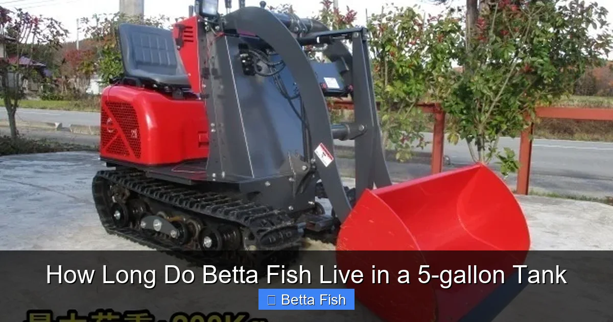 How Long Do Betta Fish Live in a 5-gallon Tank