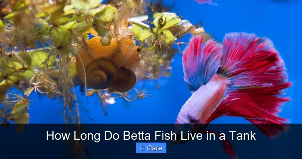 How Long Do Betta Fish Live in a Tank