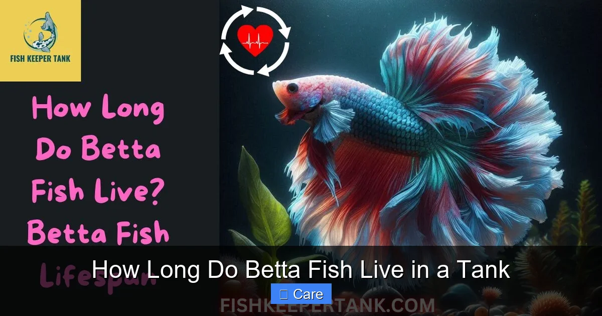 How Long Do Betta Fish Live in a Tank