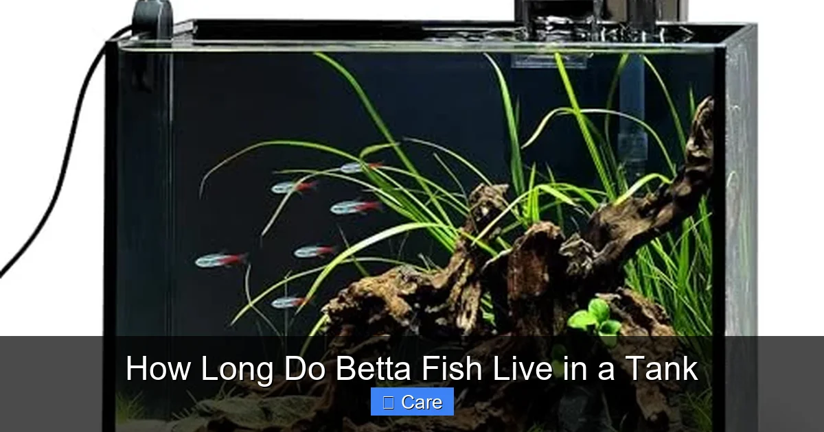 How Long Do Betta Fish Live in a Tank