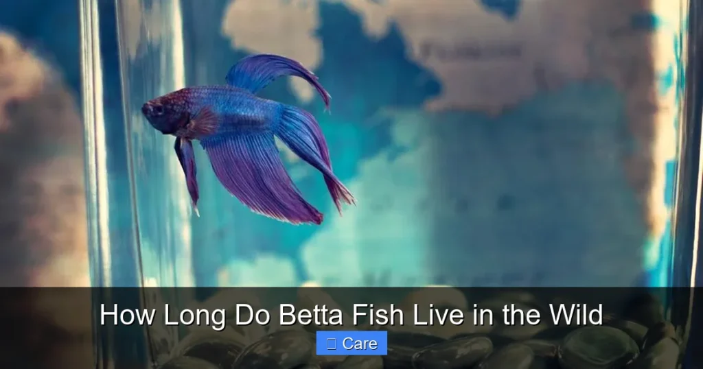 How Long Do Betta Fish Live in the Wild