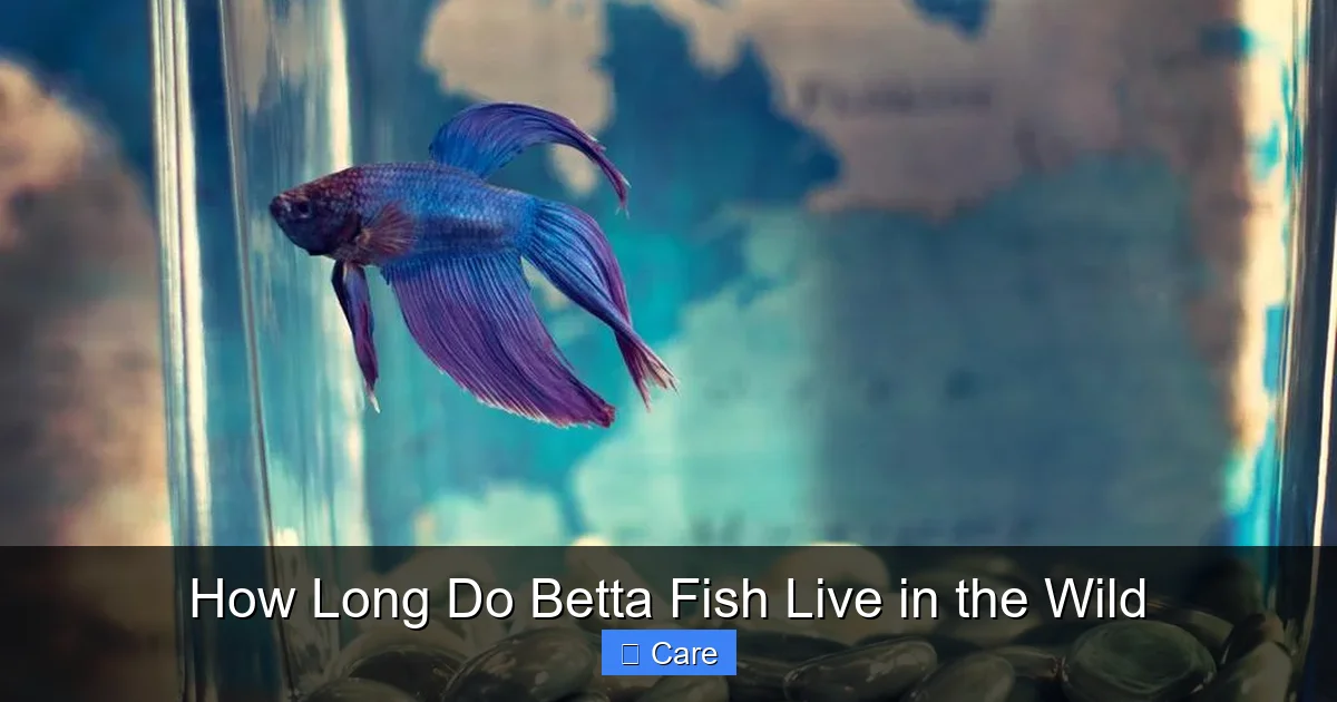 How Long Do Betta Fish Live in the Wild